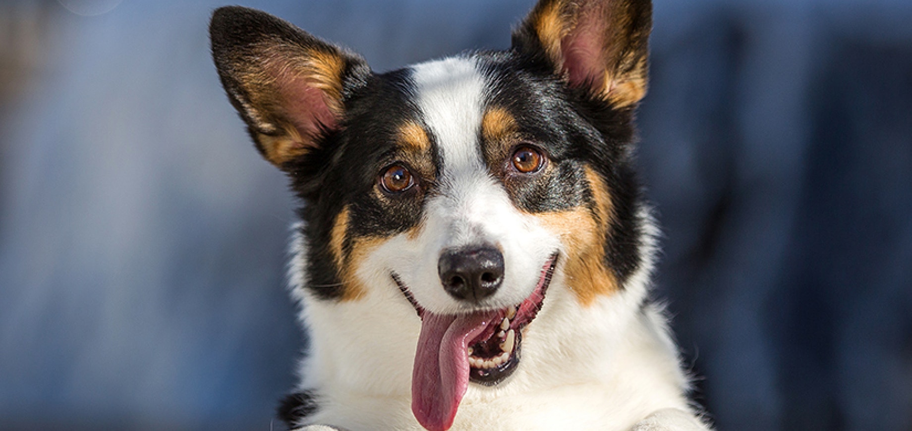 Table scraps and your puppy