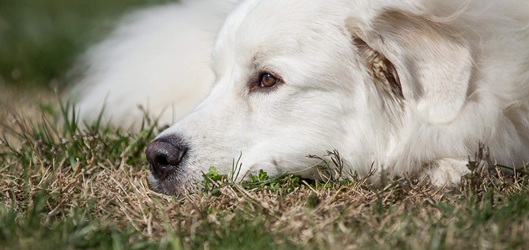 House training your puppy