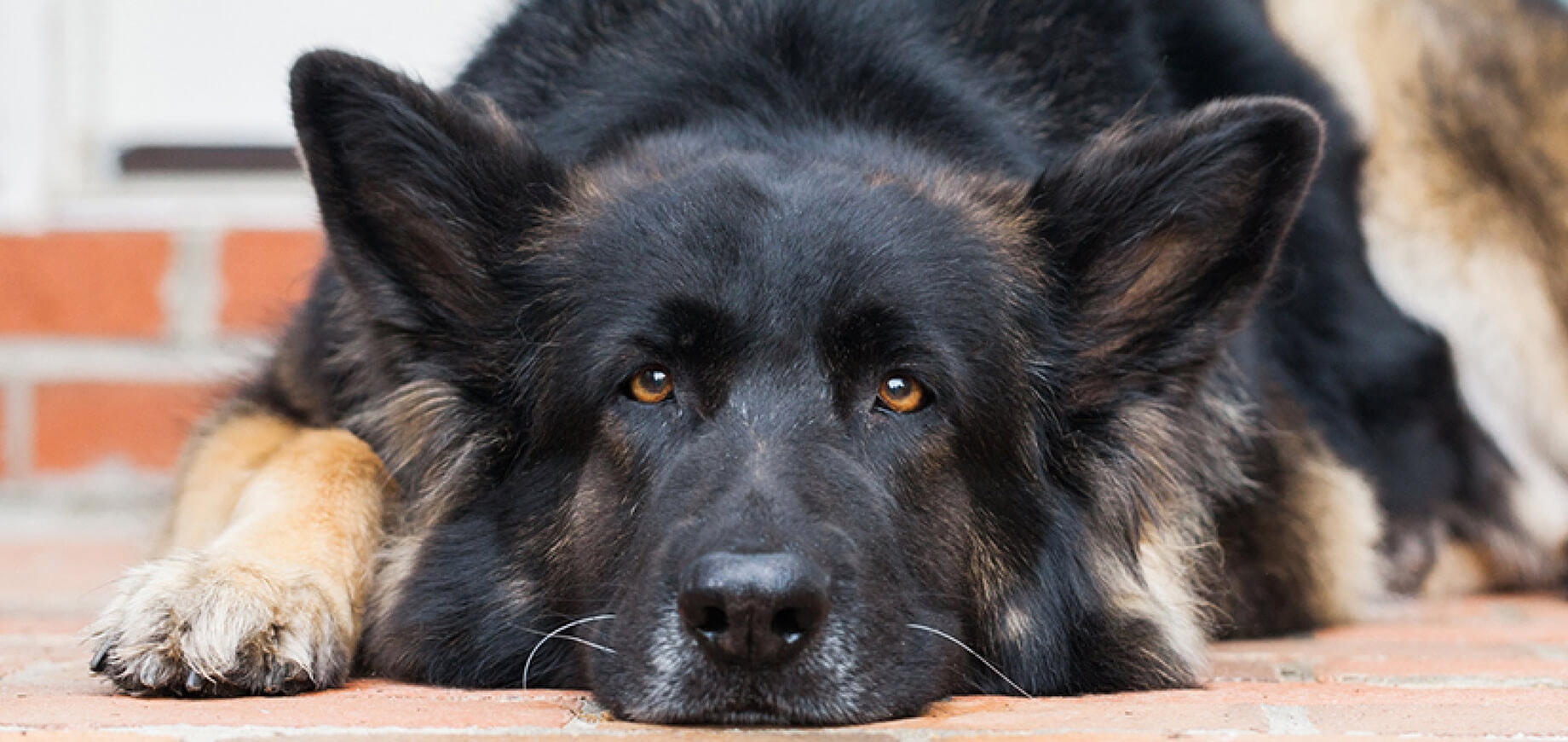 How to stop a dog fight