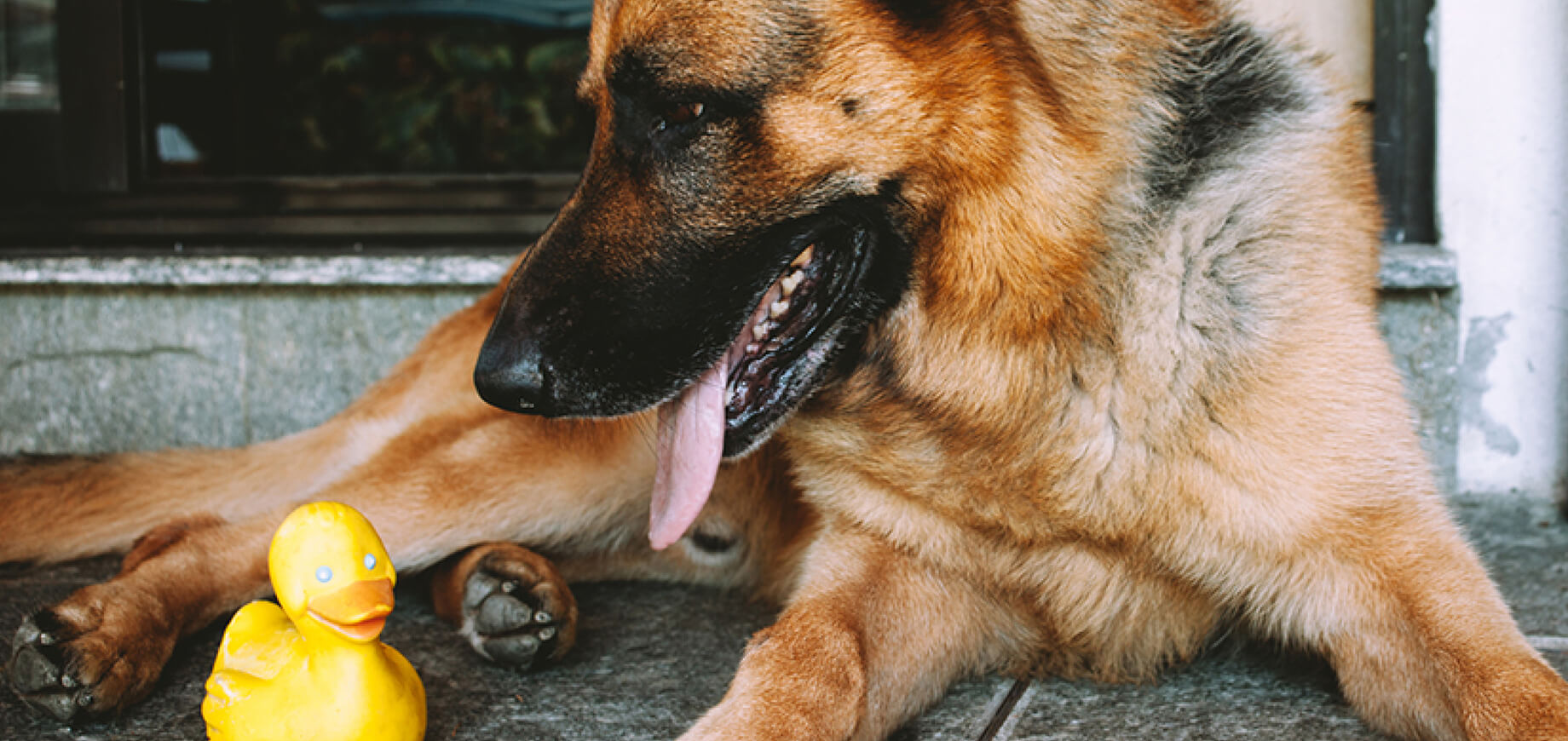 Puppy Feeding Guidelines