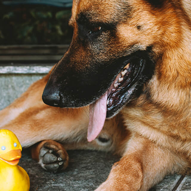 Puppy Feeding Guidelines