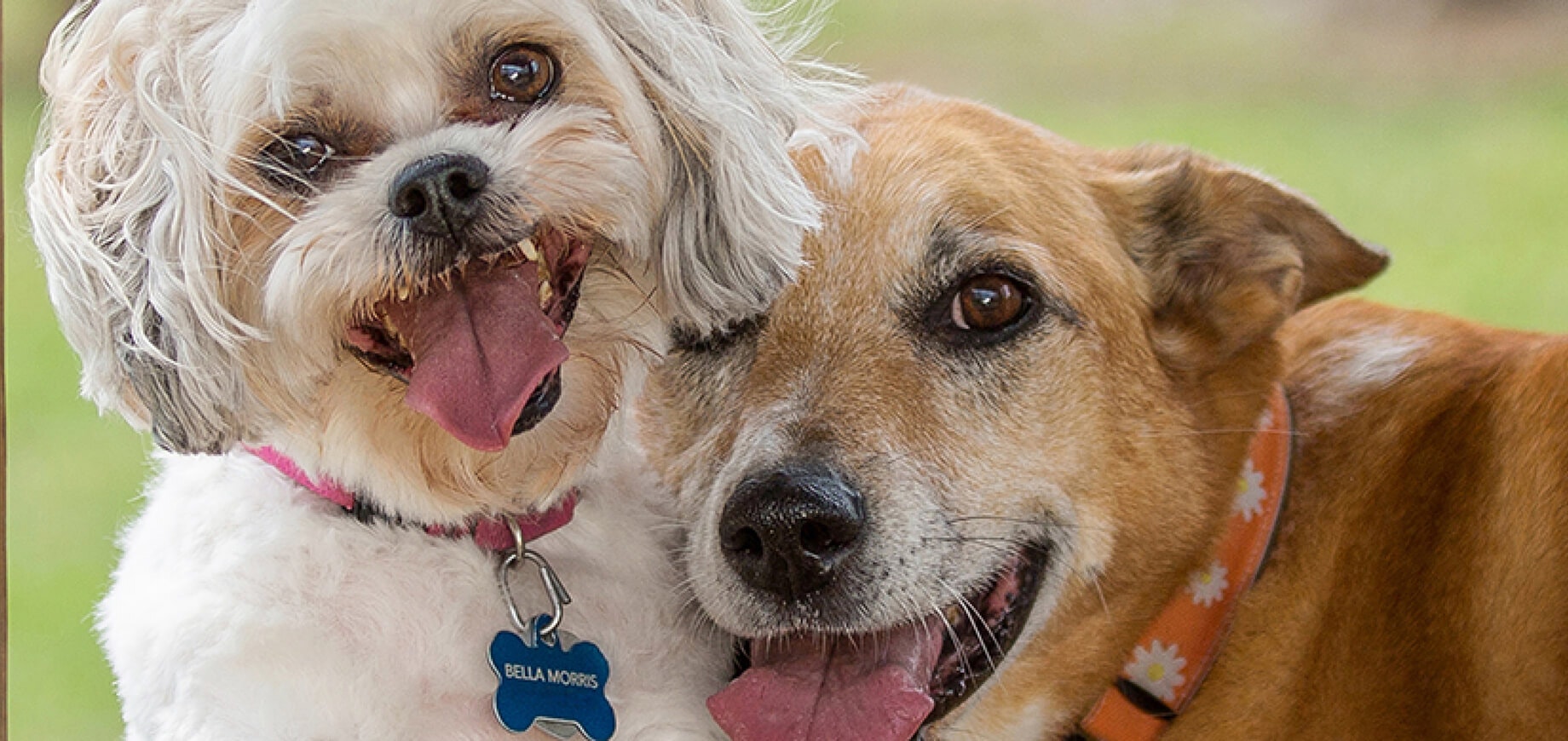 How to stop your dog or puppy chewing 