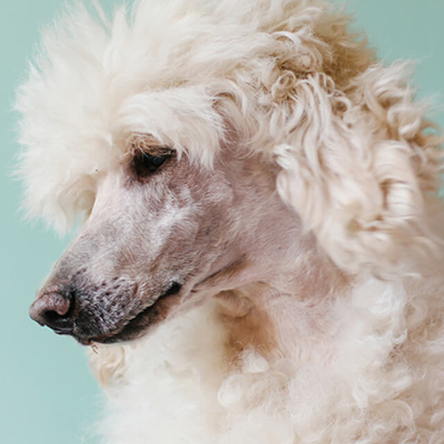 A curly white poodle looking downward against a light blue background