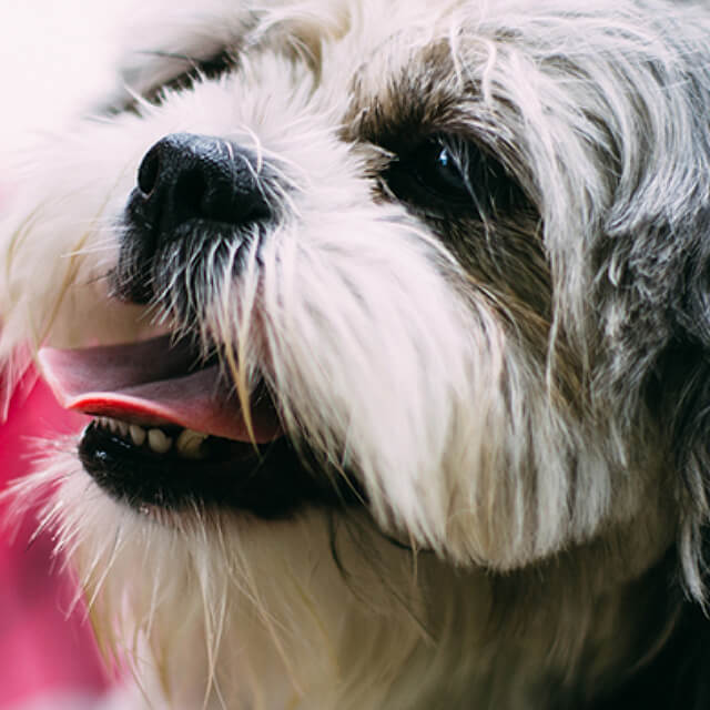 Playing with your dog or puppy