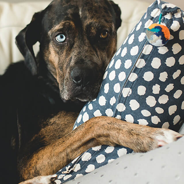 Preparing For Your New Puppy or Dog