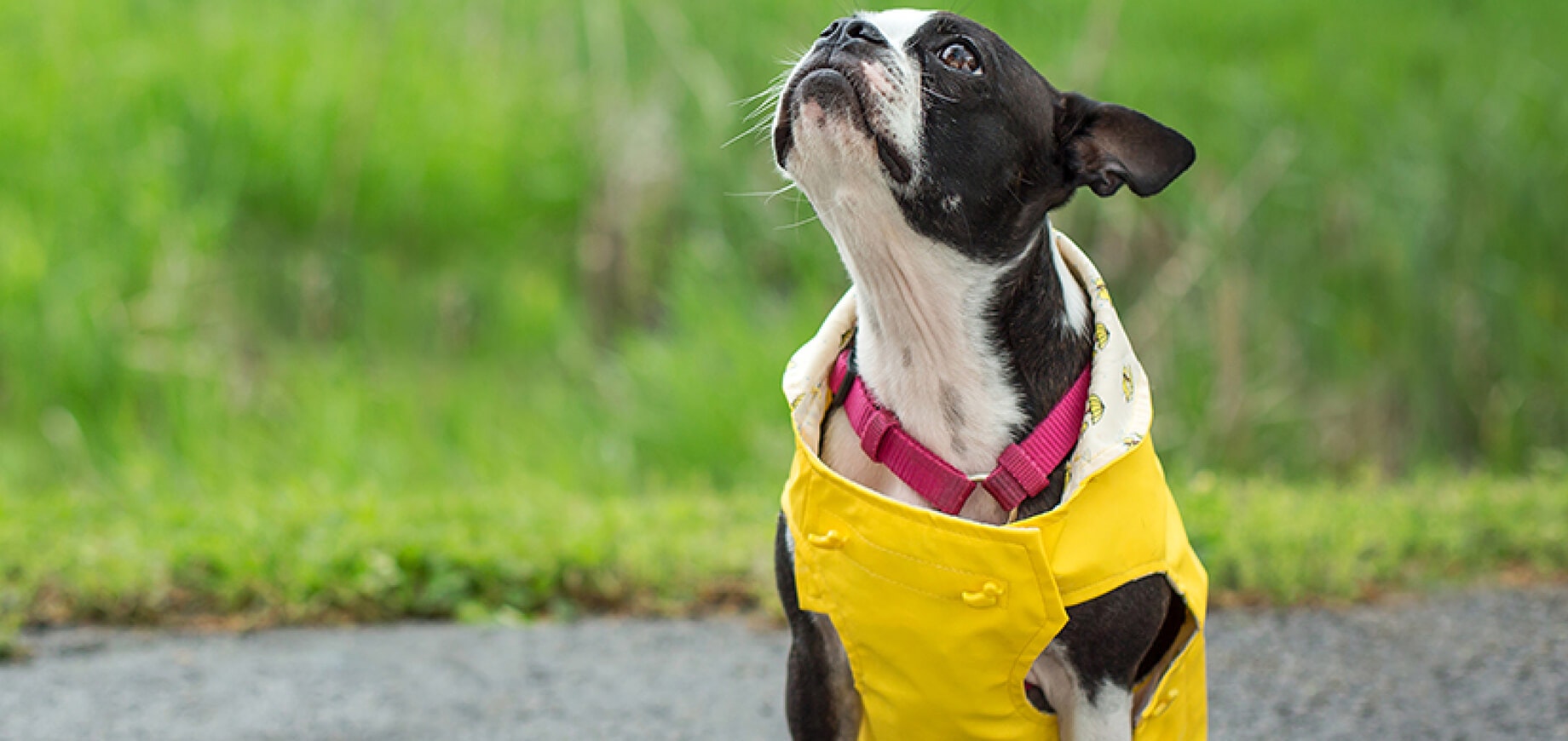 Everything You Need to Know About Dog Adoption