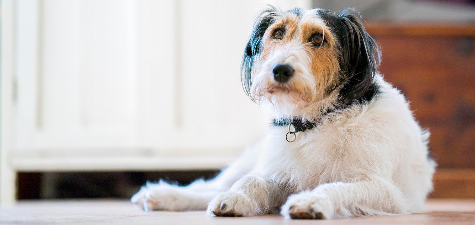 8 common behavioural issues and how to tackle them