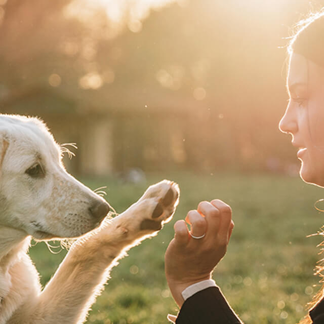 How to bond with your new dog