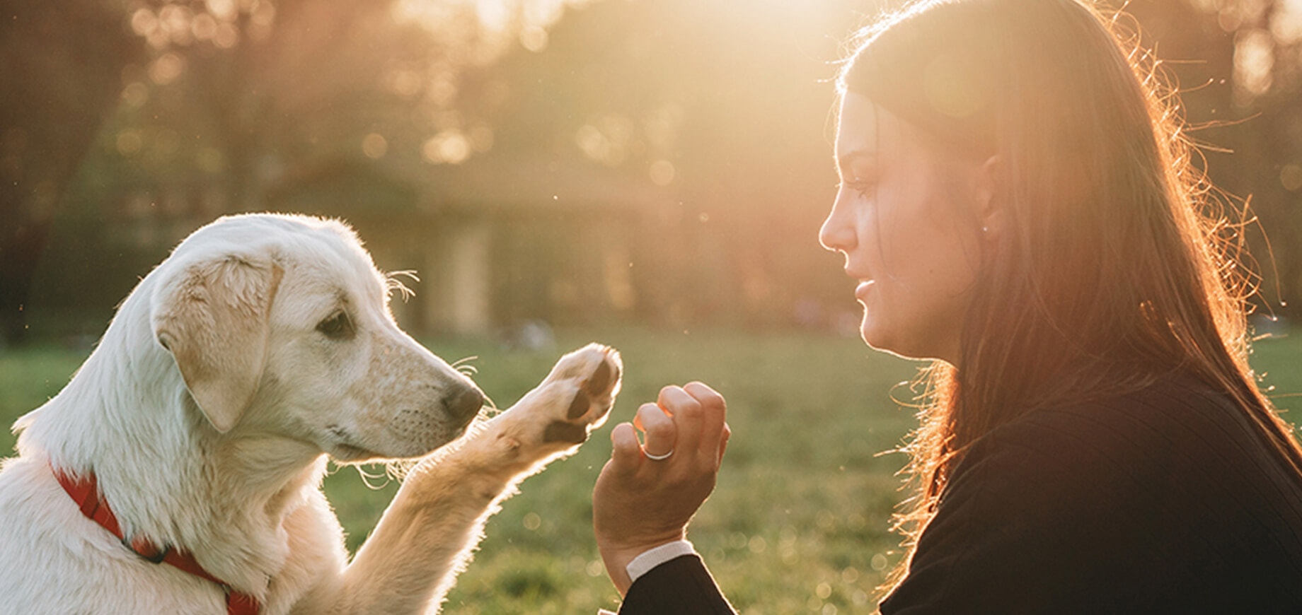 How to bond with your new dog