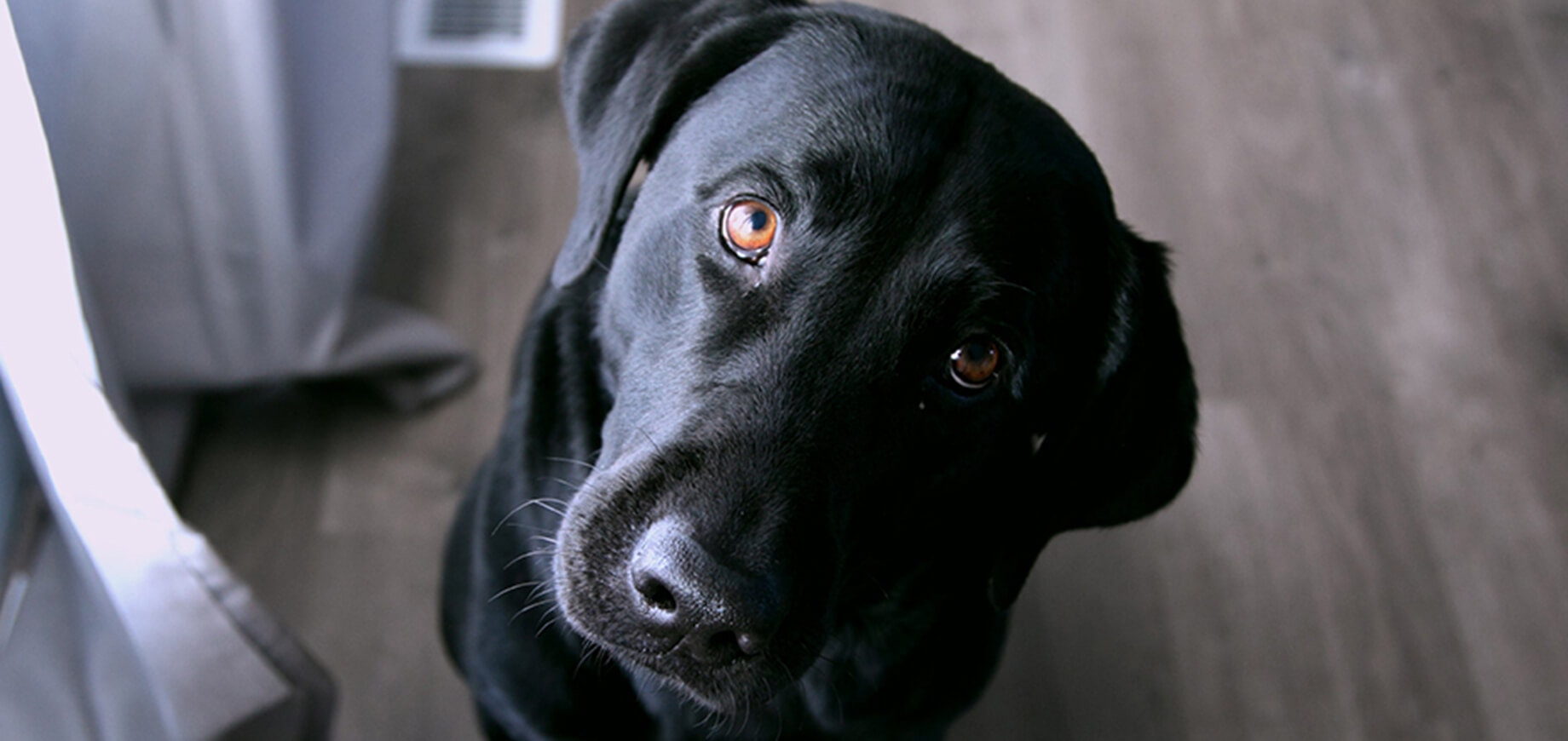 Help, my dog won’t sleep!