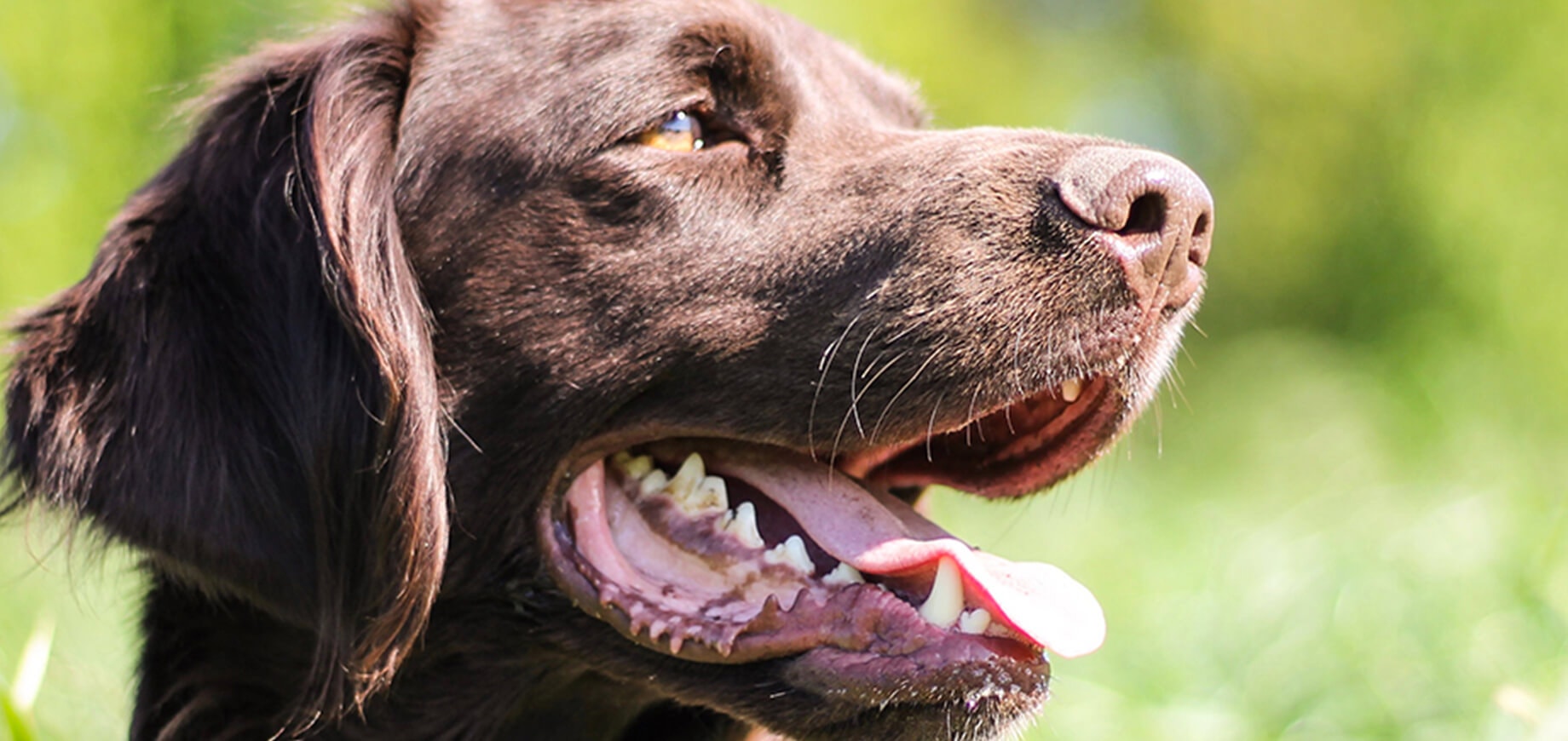 The first few days with your new dog