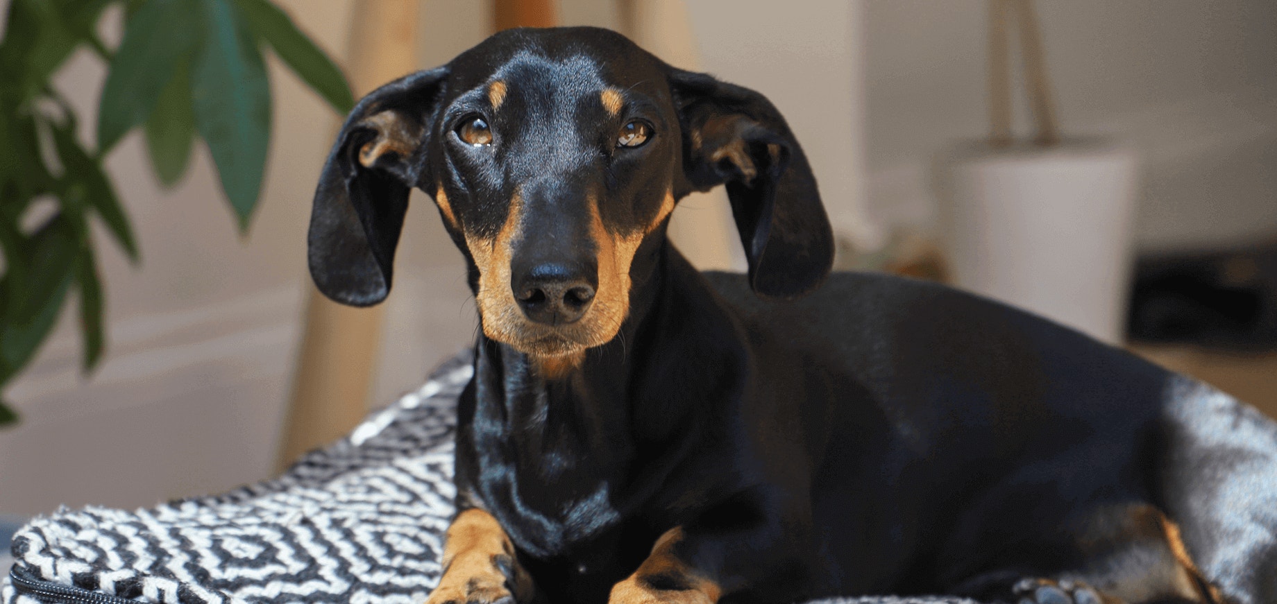 Guide to Dog Ear Infections