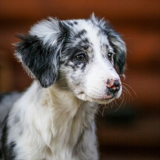 Want to try a different puppy food?
