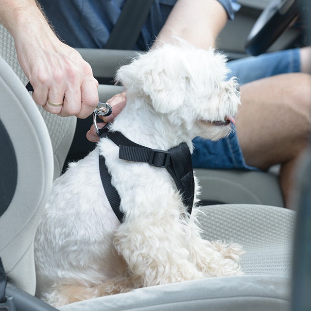 A white dog in a harness being clipped into a car seat