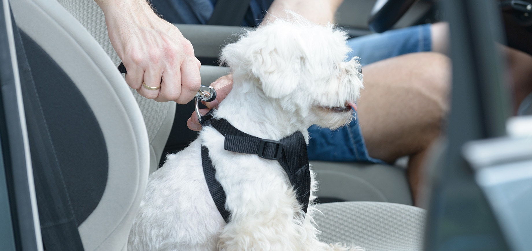 A white dog in a harness being clipped into a car seat