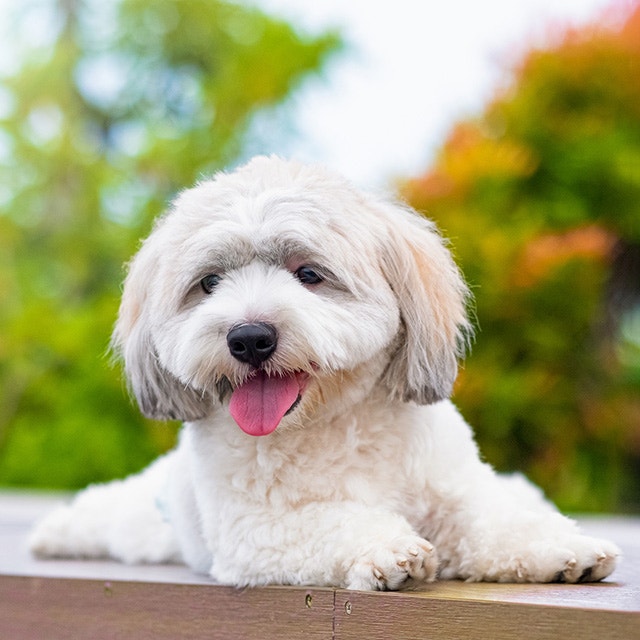 A fluffy white and gray dog lying down outdoors with its tongue out and greenery in the background