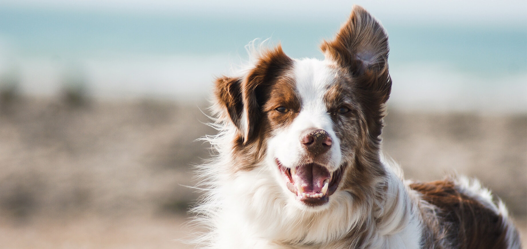 Dog standing outside whilst smiling and looking ahead
