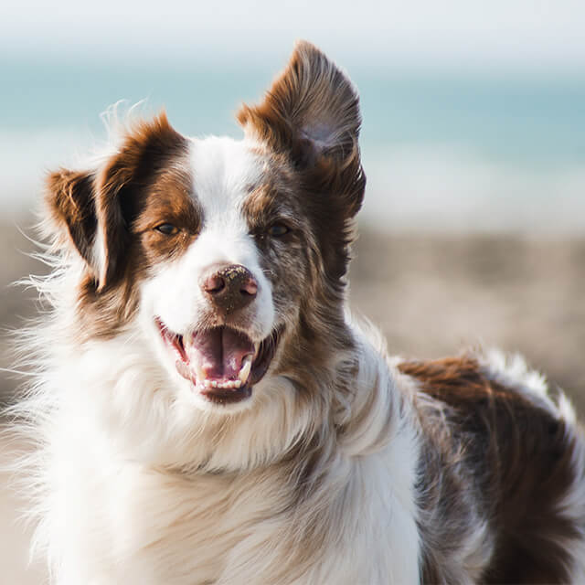 Dog standing outside whilst smiling and looking ahead