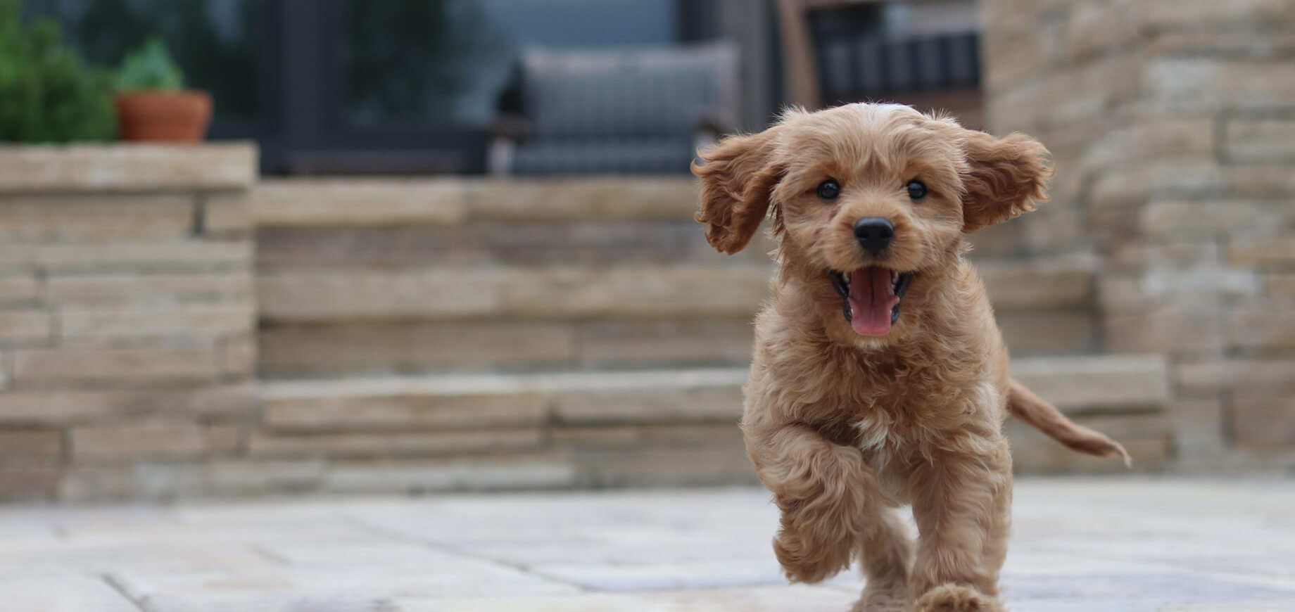 a puppy running toward the camera