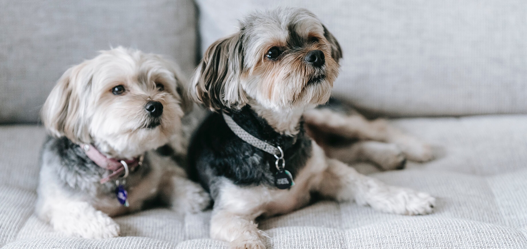 two small dogs lying on a couch