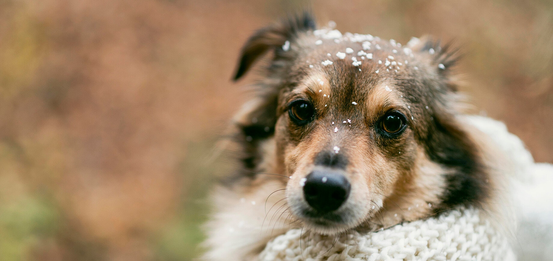 Brown dog outside wrapped with a scarf and snow on its head