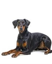 large_93f0005b-08c6-40f4-adce-c3c5dd2b8139.jpg