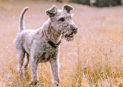 Airedale terrier in field