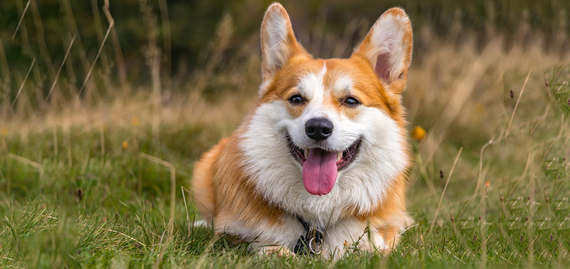 Why do dogs eat poop