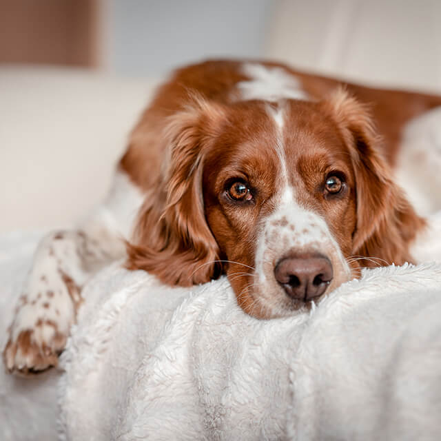 Separation anxiety in dogs