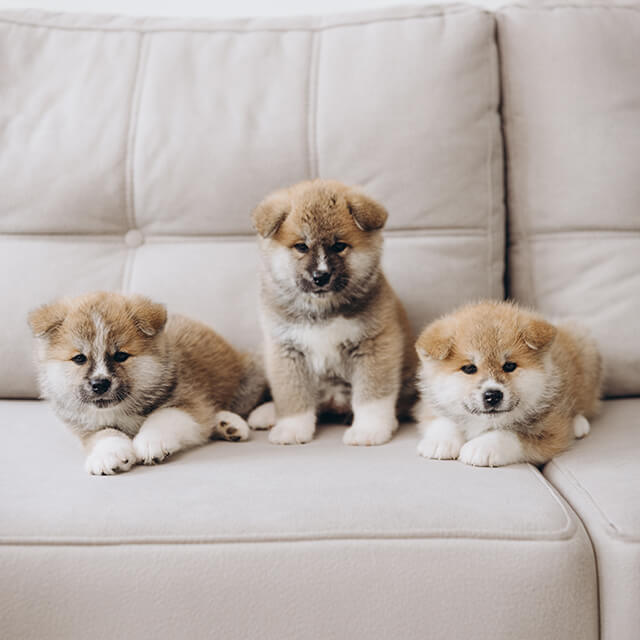 three cute japanese akita inu puppies