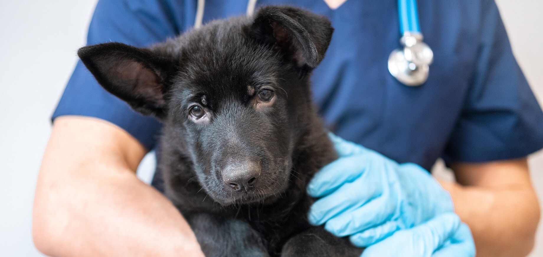 cute black puppy with veterinarian doctor