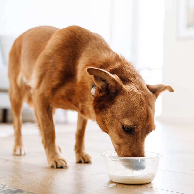 ginger dog drinking milk from a bowl