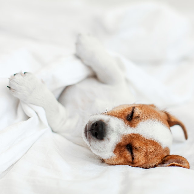 Terrier puppy sleeping in bed
