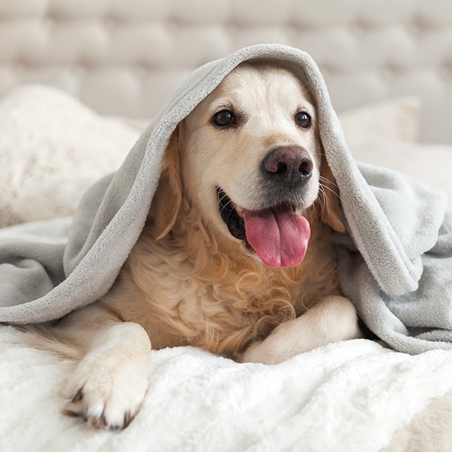 Happy smiling young golden retriever dog under a light gray plaid