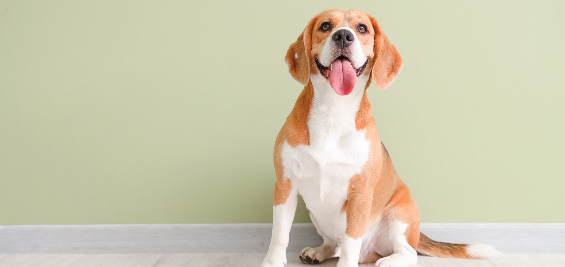 A beagle dog sitting waiting obediently before eating their food