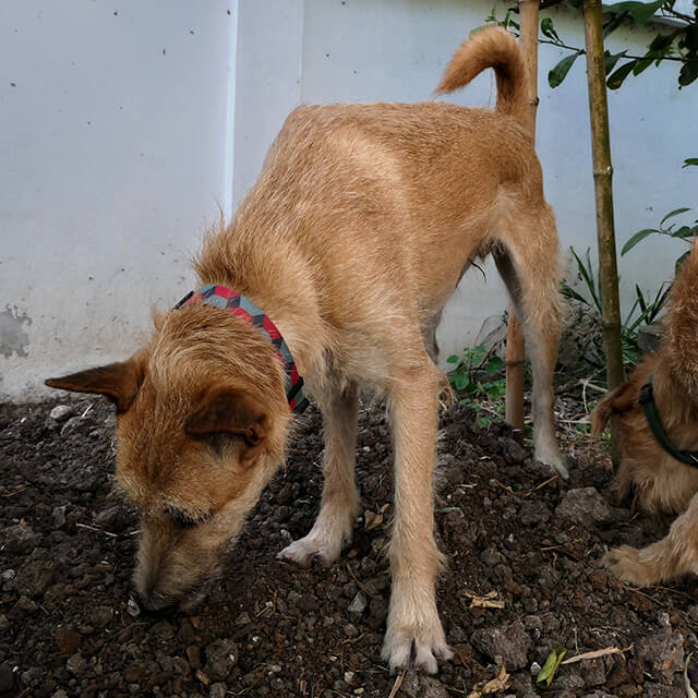 Two dogs eating soil