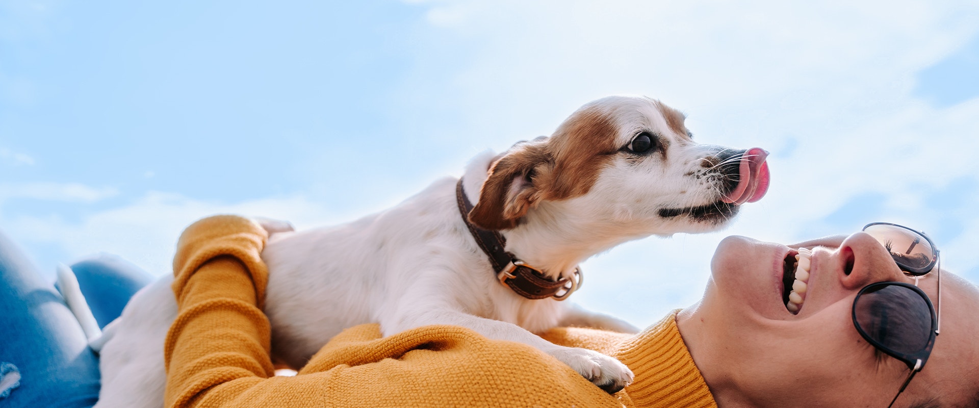 A young woman lays on her back laughing as a tan and white jack russell terrier sits on her chest trying to lick her.