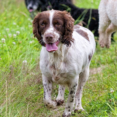 Pedigree Medium Dogs​