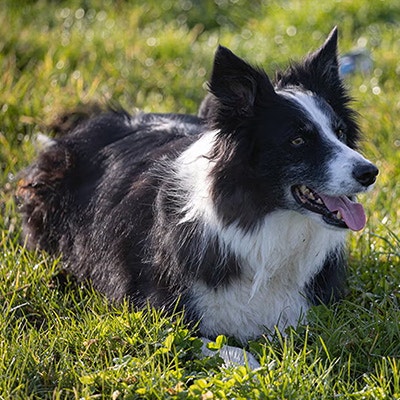 Pedigree Dog Behaviour