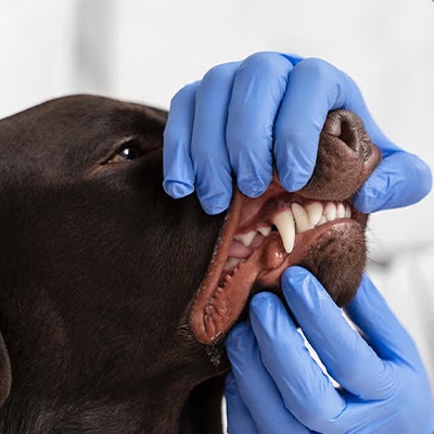 Pedigree Dog Dental Care