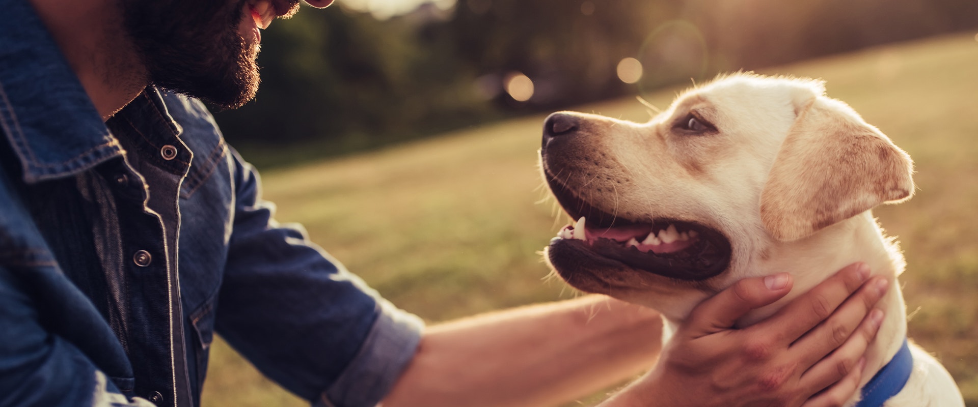 Man crouches in front of a golden labrador and strokes it around the neck.​