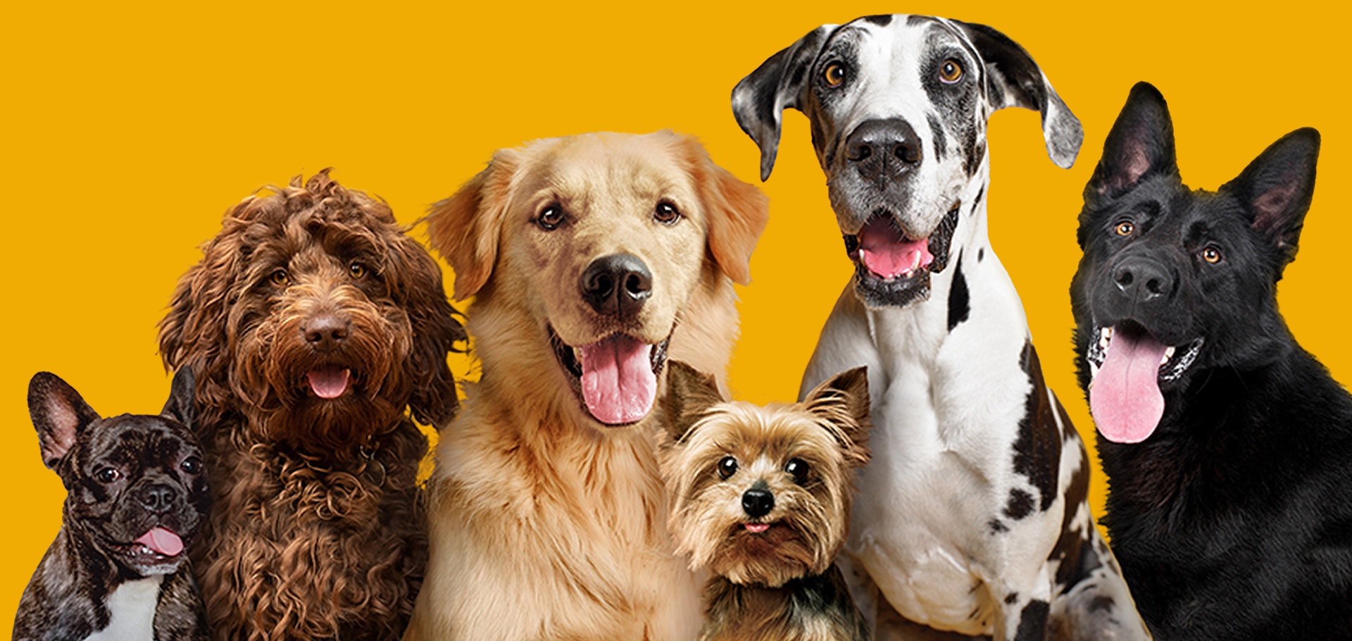 A group of dogs of different breeds looking to the camera, including a cockapoo, golden retriever, yorkshire terrier, great dane, and german shepherd.