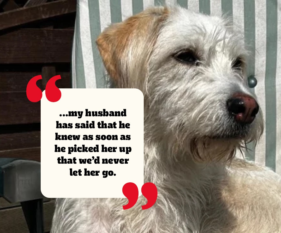 A white cross-breed rescue dog with a scruffy coat