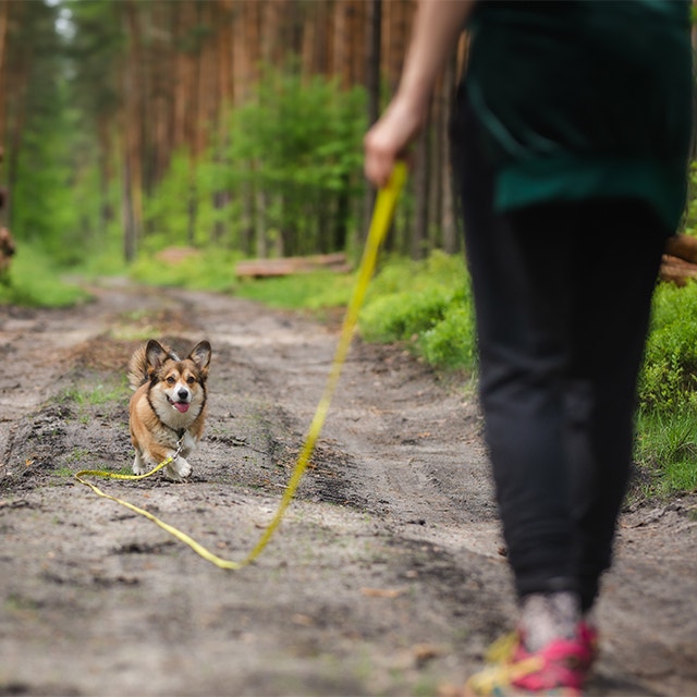 A person is outside training a puppy using a clicker and treats.