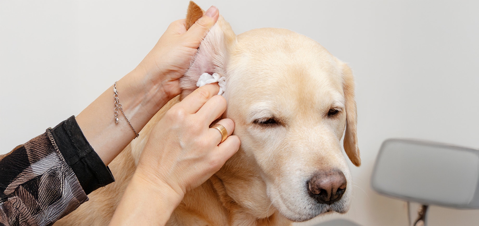 A labrador retriever is having his ears cleaned.