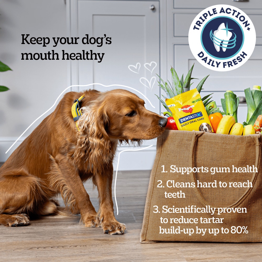 PEDIGREE® DENTASTIX™ Fresh Daily Dental Chews Medium Dog Treat 720g,128g