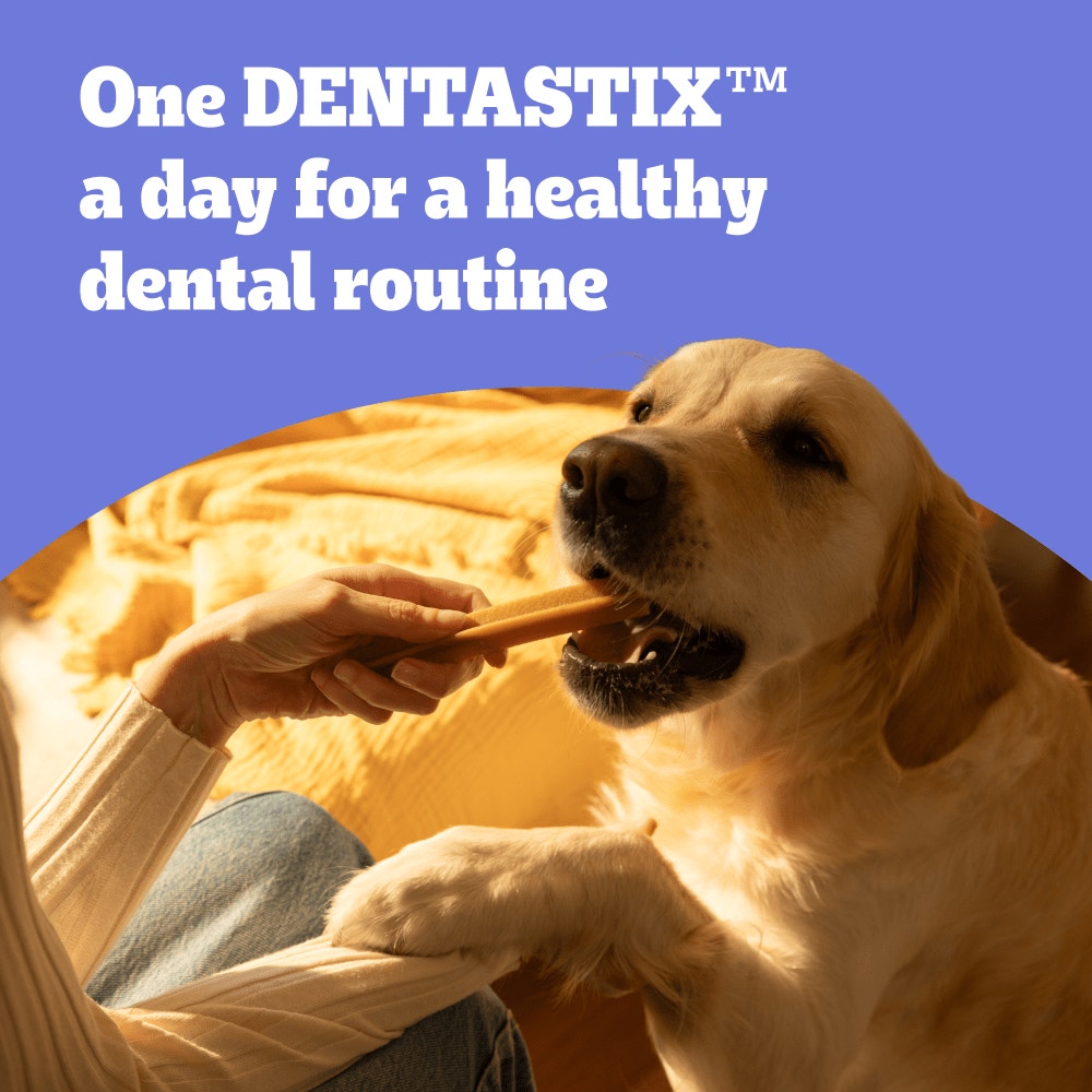 PEDIGREE DENTASTIX Daily Dental Chews Small Dog 105 Sticks, 70 Sticks, 35 Sticks Chicken & Beef
