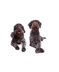 German Wirehaired Pointer
