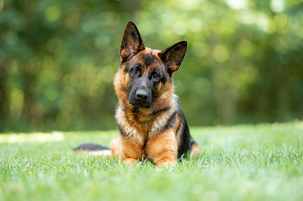 black and tan german shepherd outdoors
