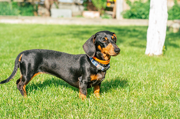 Dachshund